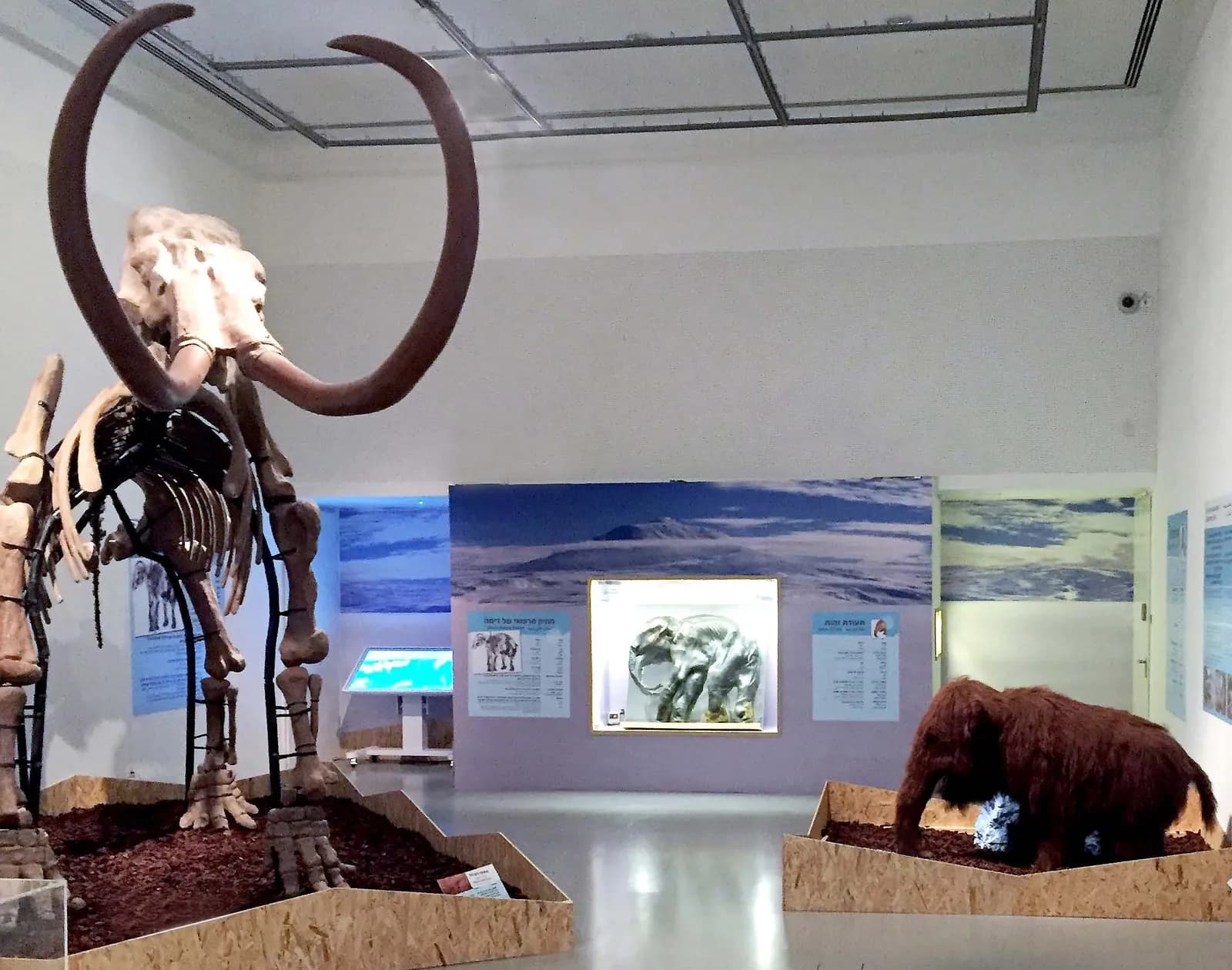 El esqueleto de mamut y las pantallas de la muestra
