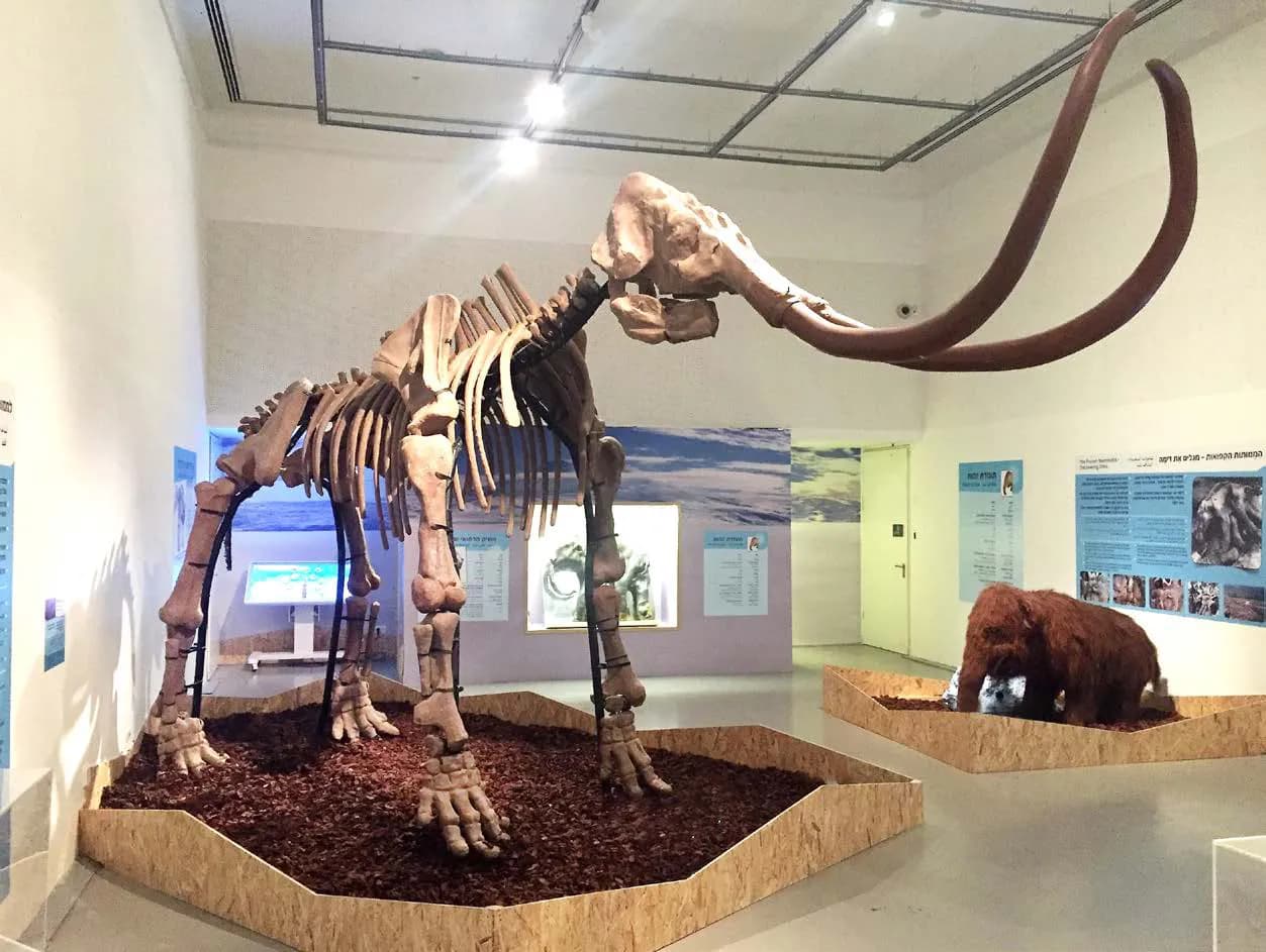 Esqueleto de mamut adulto y la cría Dima