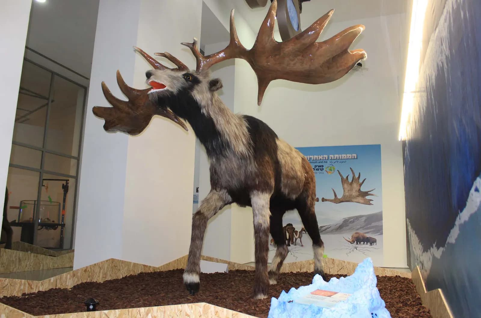 Megaloceros a escala real